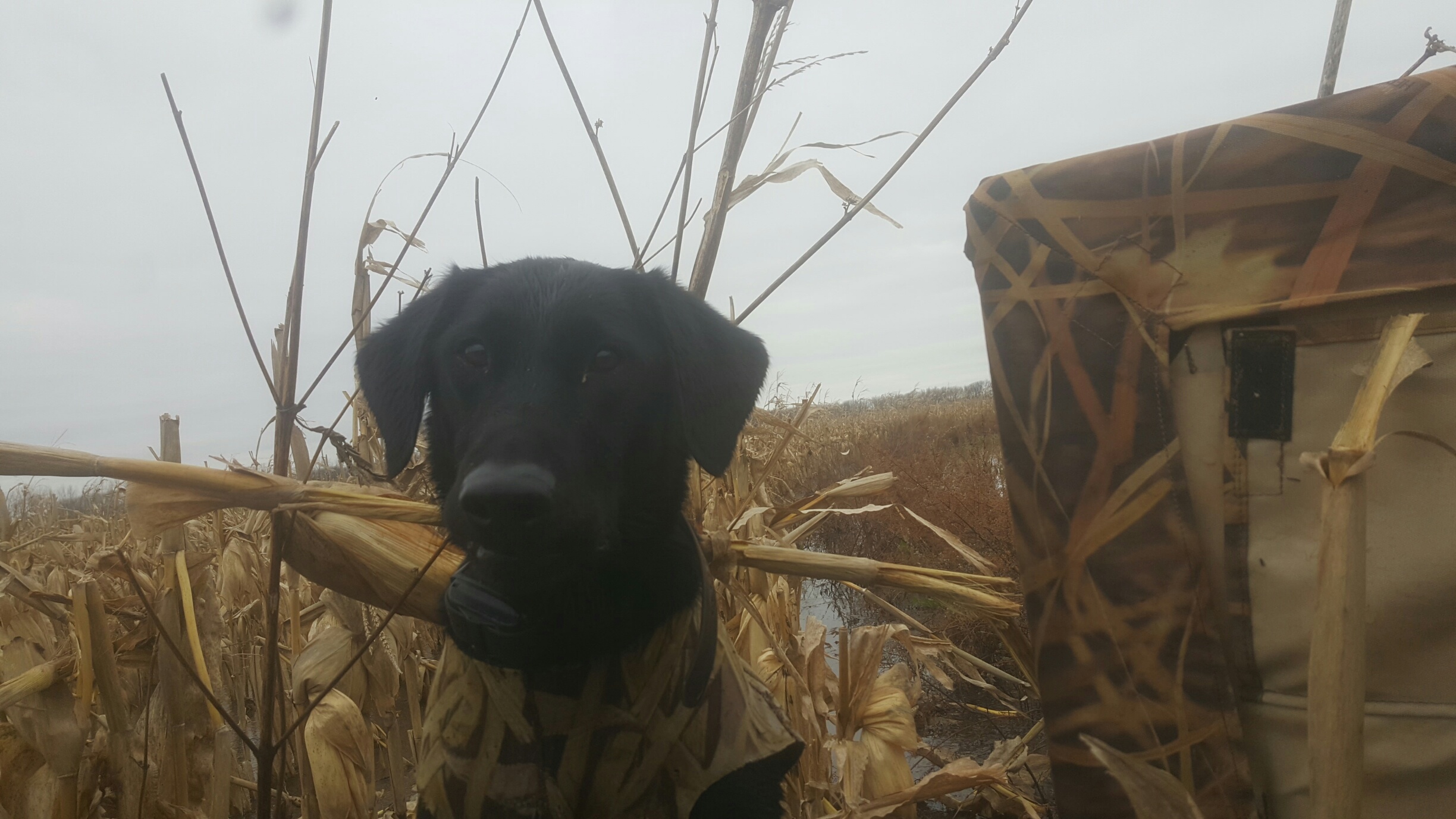 Field of Dreams Kennels, Country Home Bed & Biscuit, Black Creek, WI