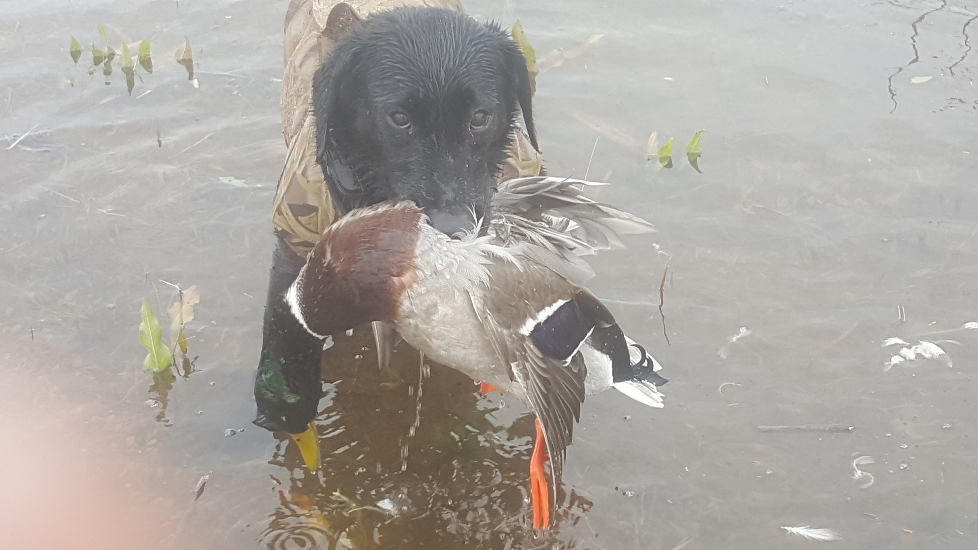 Field of Dreams Kennels, Country Home Bed & Biscuit, Black Creek, WI